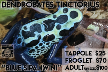 CB Tadpole Dendrobates tinctorius "Blue Sipaliwini"