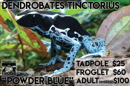 CB Tadpole Dendrobates tinctorious "Powder Blue"