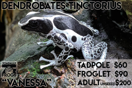 CB Tadpole Dendrobates tinctorius "Vanessa"