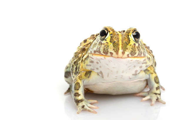 CB African Pixie Frog - Pyxicephalus edulis