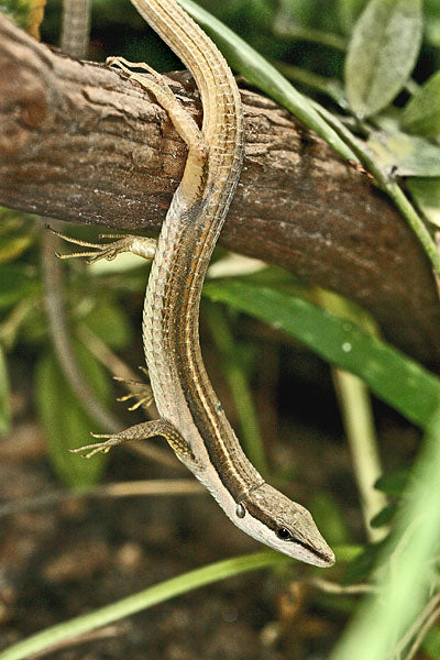 Long tailed lizard
