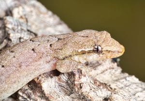 CB Mourning Gecko "Lepidodactylus lugubris"
