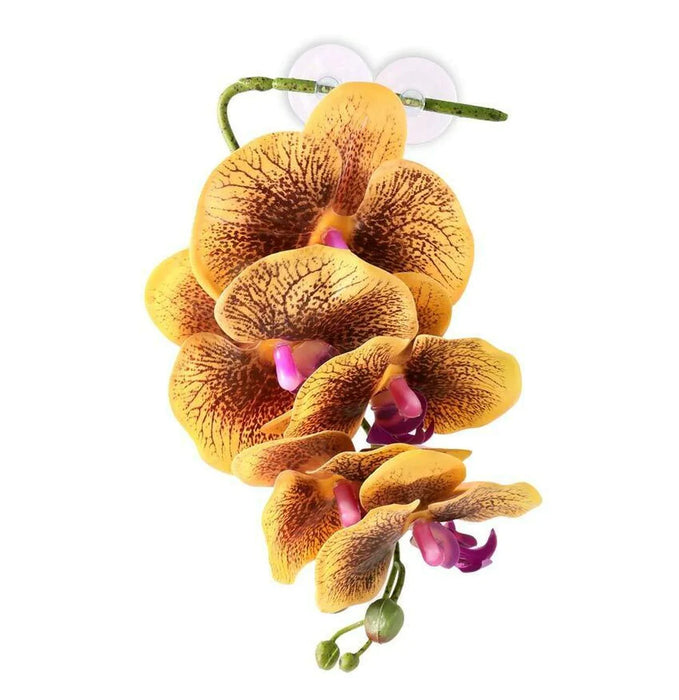 Pangea Hanging Orchids