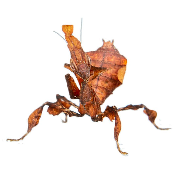 Ghost Mantis - Phyllocrania paradoxa