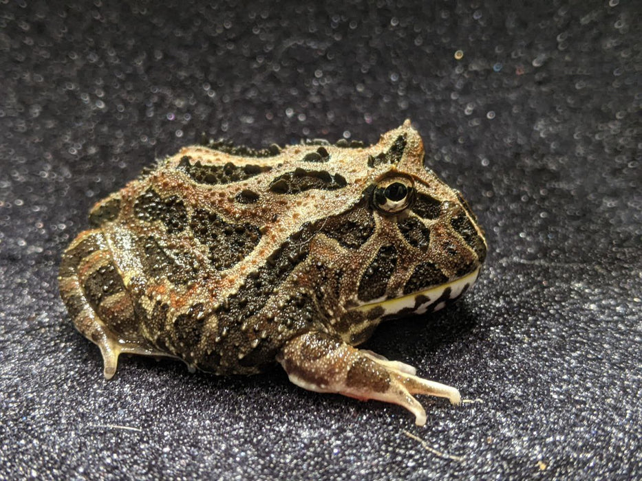 CB Pacman Frog - Ceratophrys cranwelli