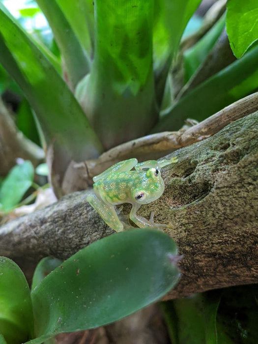 CB Hyalinobatrachium valerioi "Reticulated Glass Tree Frog"