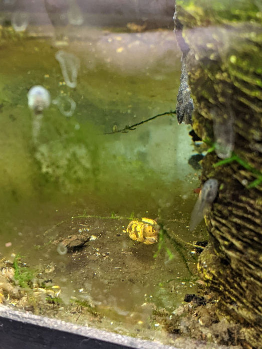 CB Bombina variegata "Yellowbelly Toad"