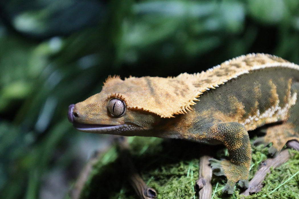 CB Crested Gecko "Correlophus ciliatus" Adult Male