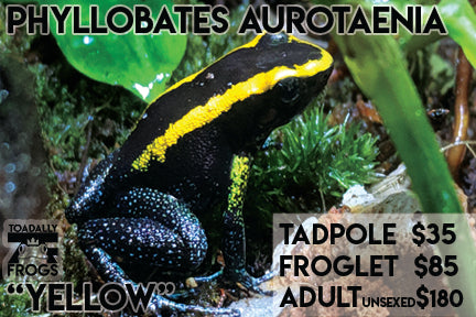 CB Tadpole Phyllobates aurotaenia "Yellow"