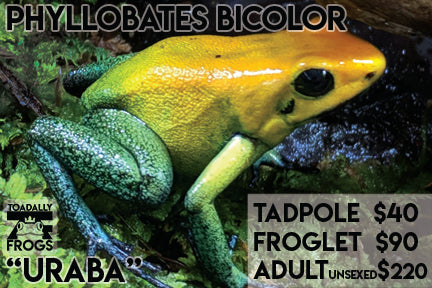 CB Tadpole Phyllobates bicolor "Uraba"