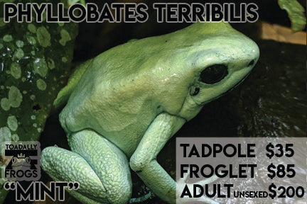 CB Tadpole Phyllobates terribilis "Mint"