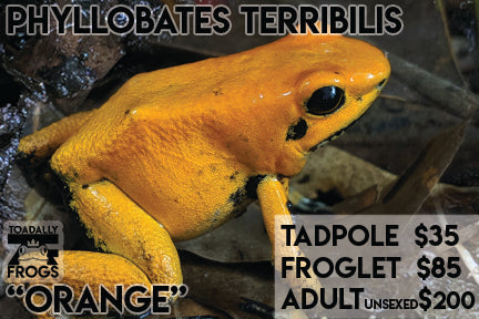 CB Tadpole Phyllobates terribilis "Orange"