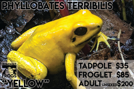 CB Tadpole Phyllobates terribilis "Yellow"