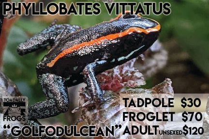 CB Tadpole Phyllobates vittatus "Golfodulcean"
