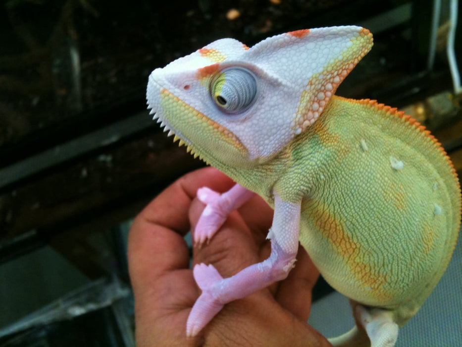Veiled Translucent Chameleon