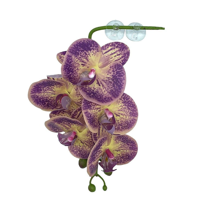 Pangea Hanging Orchids